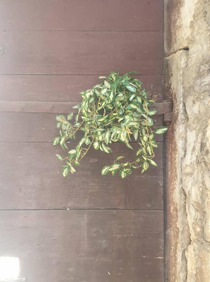Apartmani Nedo 斯普利特 外观 照片